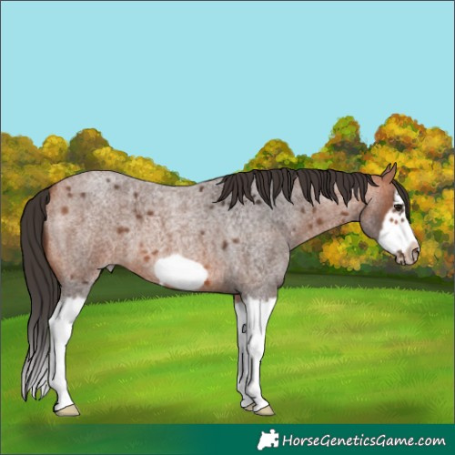 Horse Color:Bay Roan Splash Frame