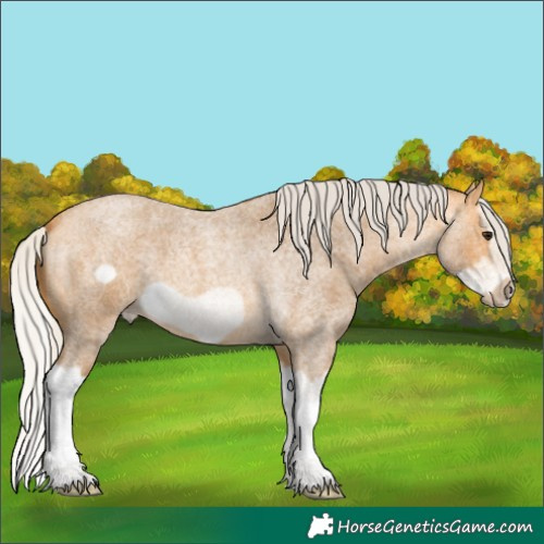 Horse Color:Silver Buckskin Roan Splash Frame