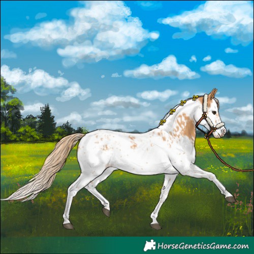 Horse Color:Chestnut Splash Tobiano and Chestnut Splash Tobiano Frame