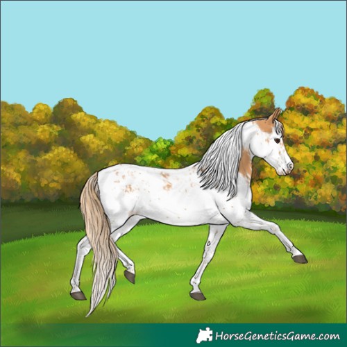 Horse Color:Chestnut Splash Tobiano  and Chestnut Splash Tobiano Frame 