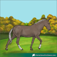 Horse Color:Silver Black 