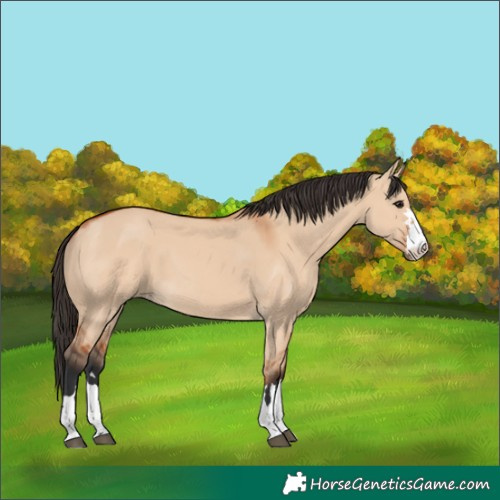 Horse Color:Bay Dun 