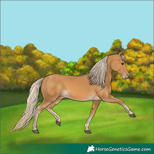 Horse Color:Palomino 