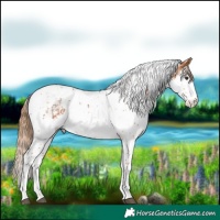 Horse Color:Chestnut Splash Tobiano  and White Spotted Chestnut Splash Tobiano 