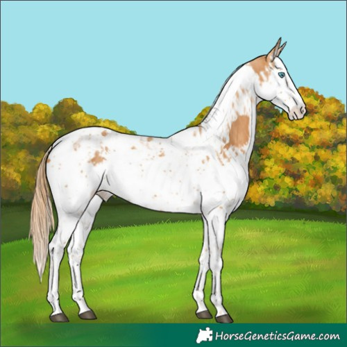 Horse Color:Chestnut Splash Tobiano and Chestnut Splash Tobiano