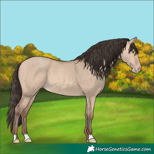 Horse Color:Unknown