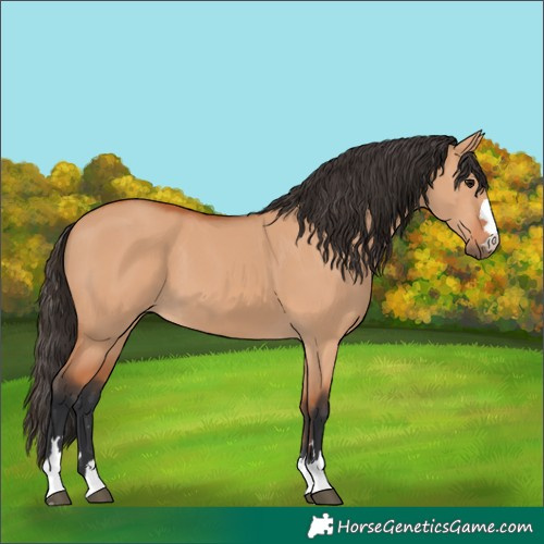 Horse Color:Bay Dun