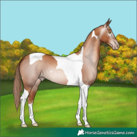 Horse Color:Gray Gold Champagne Tobiano Varnish 