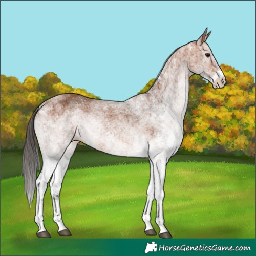 Horse Color:White Spotted Bay 