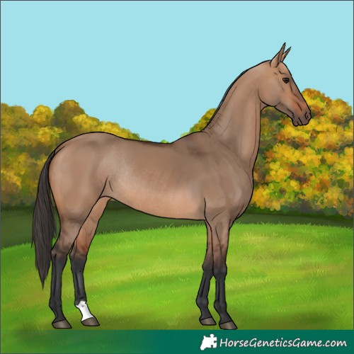 Horse Color:Bay Dun Rabicano 