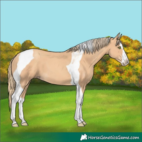 Horse Color:Gold Champagne Splash Tobiano 