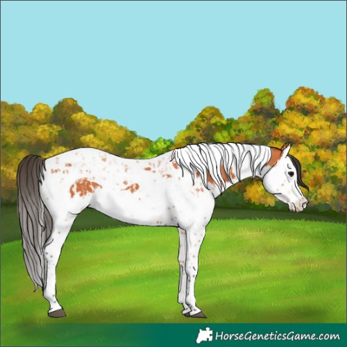 Horse Color:Bay Splash Tobiano and Bay Splash Tobiano