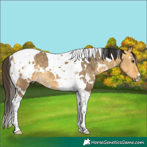Horse Color:White Spotted Buckskin Dun Tobiano