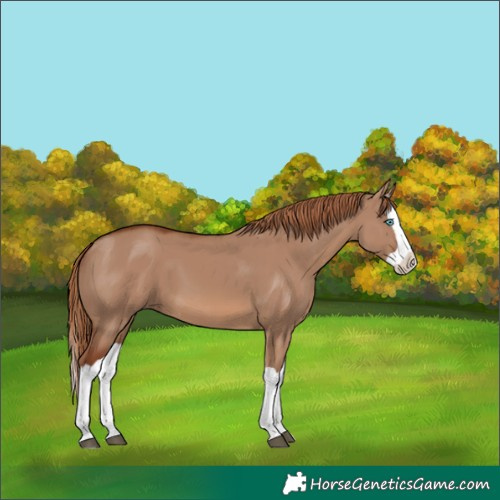 Horse Color:Red Dun Splash 