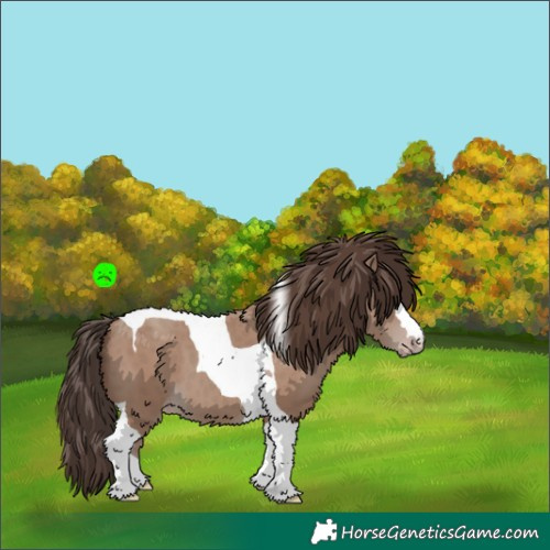 Horse Color:Classic Champagne Tobiano 