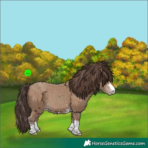 Horse Color:Classic Champagne