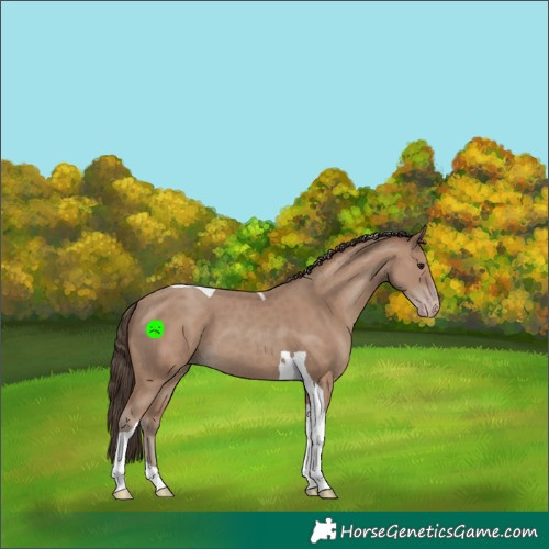 Horse Color:Classic Champagne Tobiano 