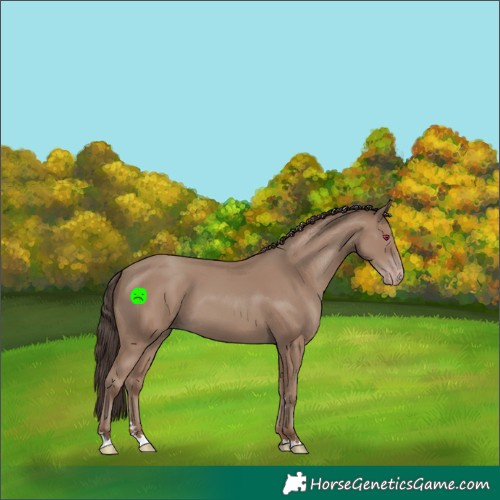 Horse Color:Classic Champagne