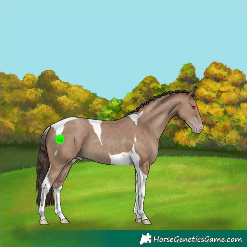 Horse Color:Classic Champagne Tobiano 