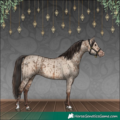 Horse Color:Brown Dun  and Sable Champagne Dun 