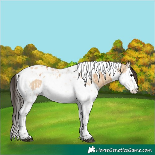 Horse Color:Bay Dun Splash Tobiano  and Bay Dun Splash Tobiano 