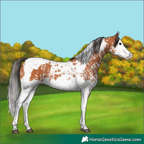 Horse Color:Bay Splash Tobiano and Bay Splash Tobiano