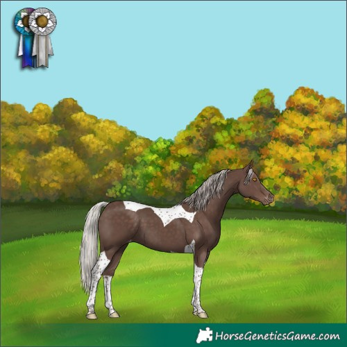 Horse Color:Silver Black Tobiano Varnish