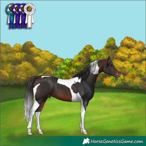 Horse Color:Brown Tobiano Varnish