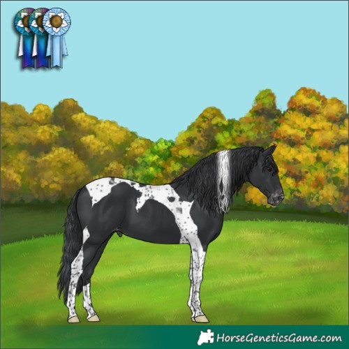 Horse Color:Black Tobiano Appaloosa 
