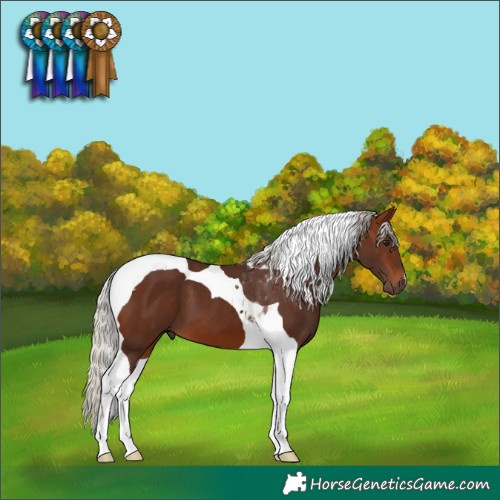 Horse Color:Silver Brown Tobiano 