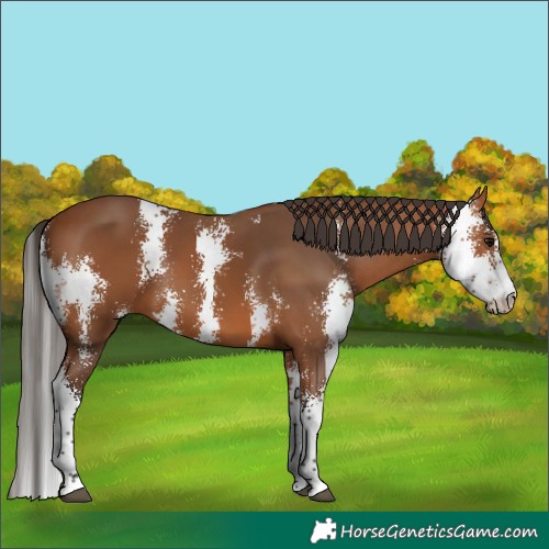 Horse Color:Bay Sabino 