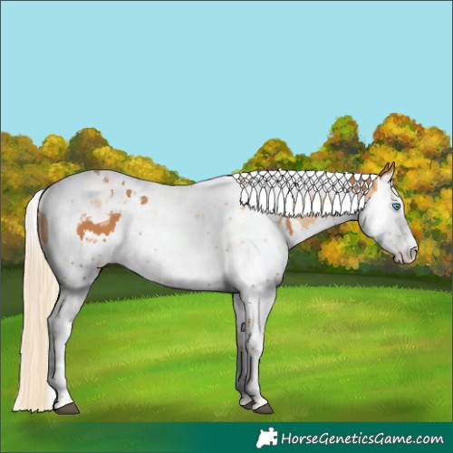 Horse Color:Chestnut Splash Tobiano and Gold Champagne Splash Tobiano