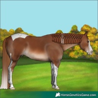 Horse Color:Chestnut Splash Tobiano
