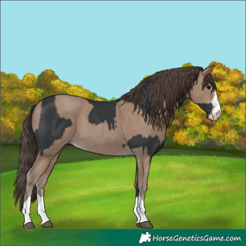 Horse Color:Black  and Classic Champagne 