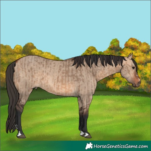 Horse Color:Bay Dun and Bay Dun