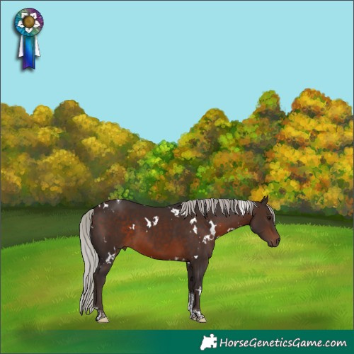 Horse Color:White Spotted Silver Brown Tobiano 