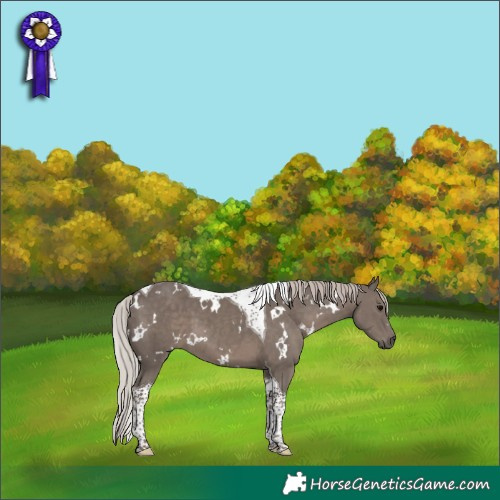 Horse Color:White Spotted Silver Black Tobiano 