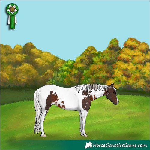 Horse Color:White Spotted Silver Brown Tobiano
