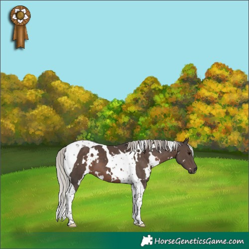 Horse Color:White Spotted Silver Black Tobiano