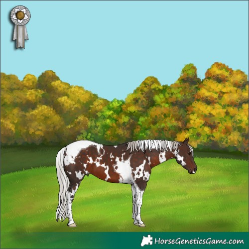 Horse Color:White Spotted Silver Brown Tobiano