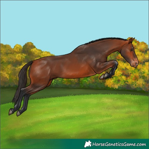 Horse Color:Bay Appaloosa Rabicano 