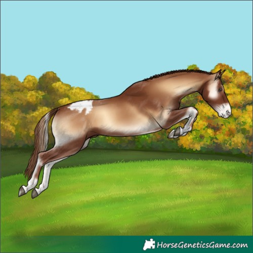 Horse Color:Red Onyx Appaloosa Rabicano 