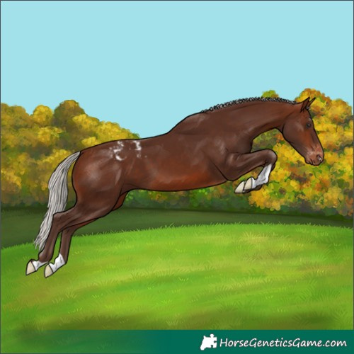 Horse Color:Silver Brown Varnish