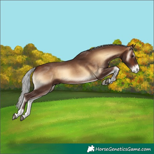 Horse Color:Silver Bay Onyx Appaloosa Rabicano