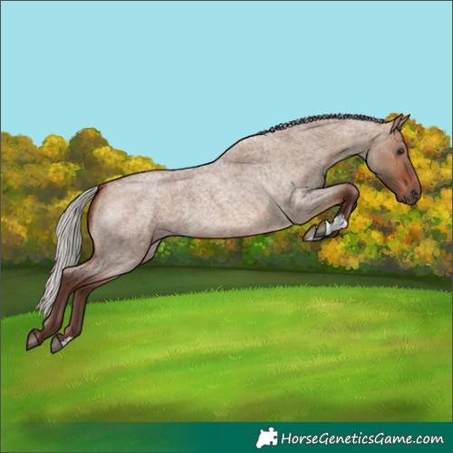 Horse Color:Silver Bay Roan Dun