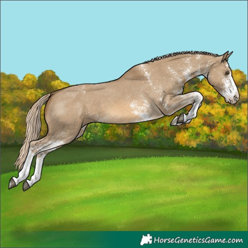 Horse Color:White Spotted Chocolate Palomino Dun Appaloosa