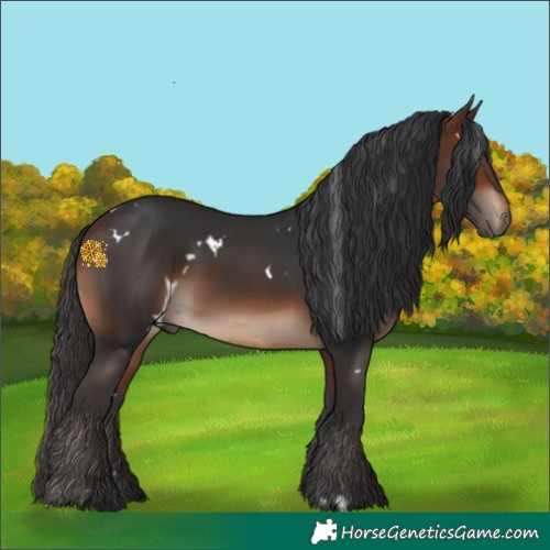 Horse Color:White Spotted Brown Rabicano