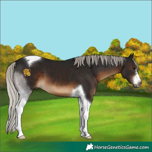 Horse Color:Gray White Spotted Silver Brown Tobiano