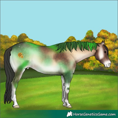Horse Color:Brown Onyx Appaloosa 