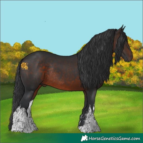 Horse Color:White Spotted Brown Rabicano